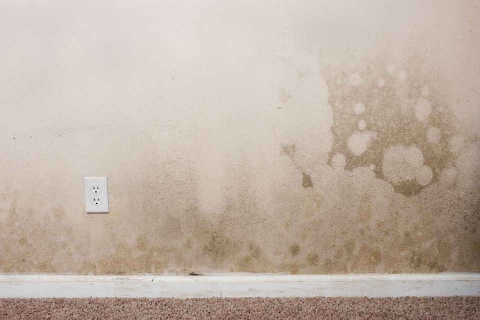 Mold in the home